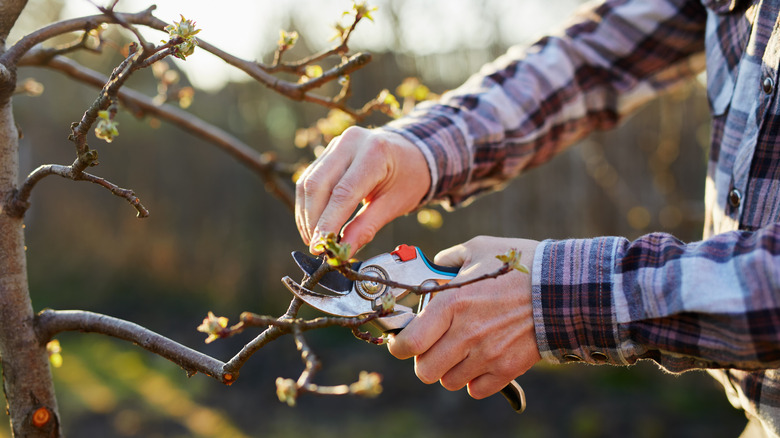 A man using hand pruners to trim a fruit tree branch