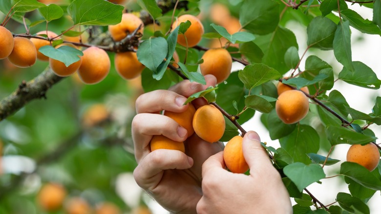 Person harvesting apricots from a tree