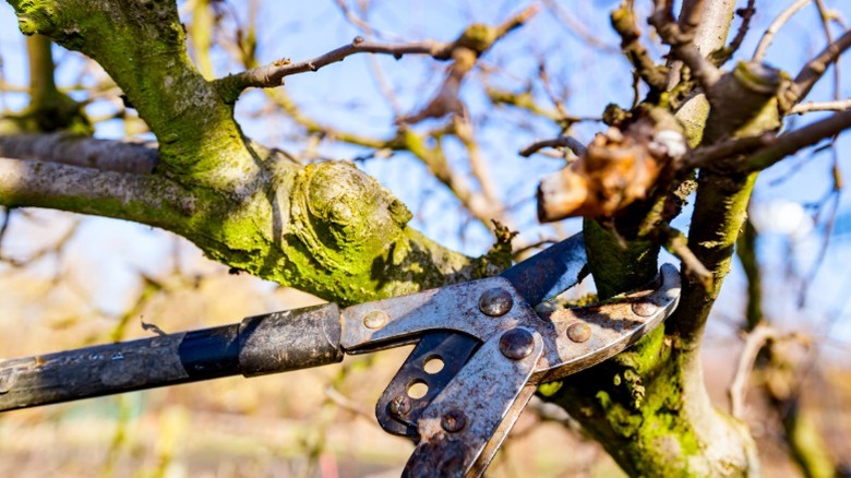 Close up of pruning a fruit tree