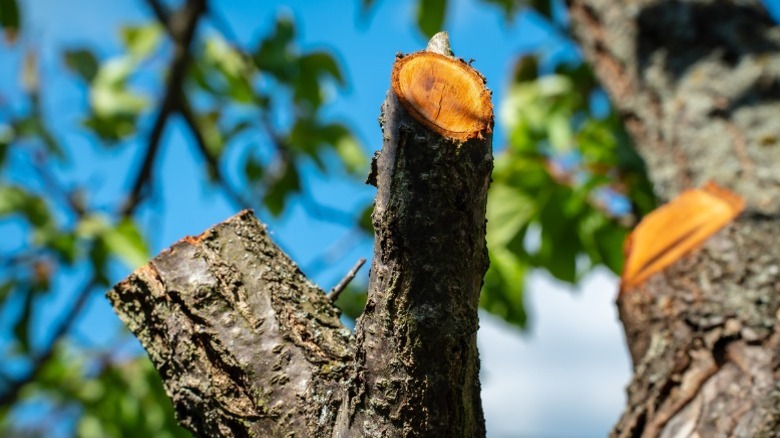 Close up of fresh cuts in an apricot tree