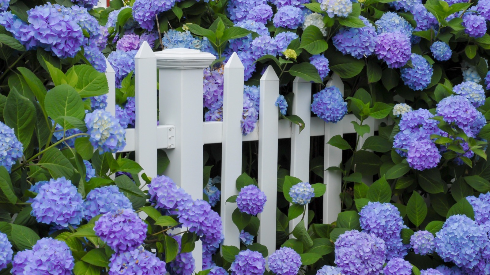 How To Prune Hydrangeas