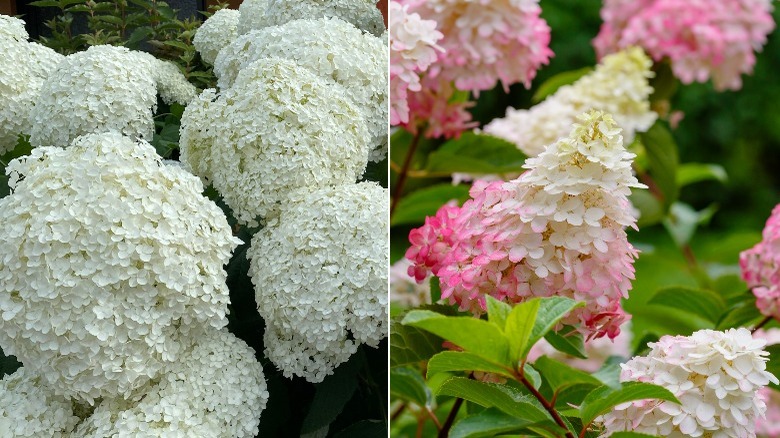 pink and white hydrangeas