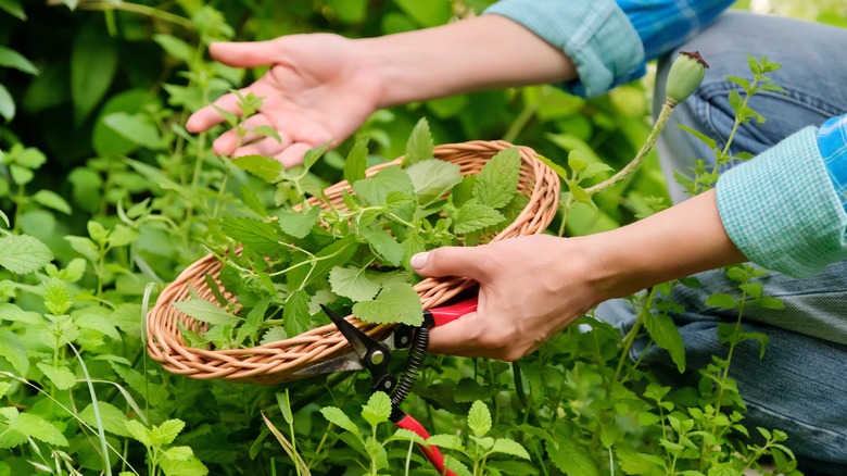 gardener harvesting herbs with basket