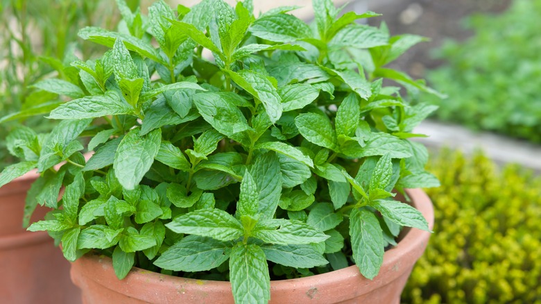 mint growing in a pot