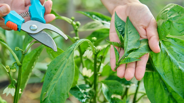 Close up of hands pruning pepper plants