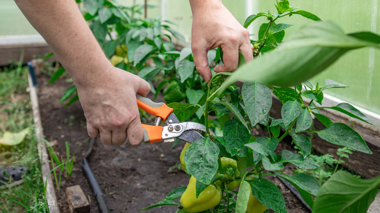 Pruning a pepper plant in greenhouse