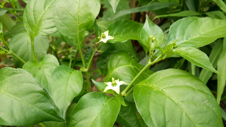 Flowers growing on pepper plants