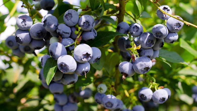 Ripe blueberries on a bush