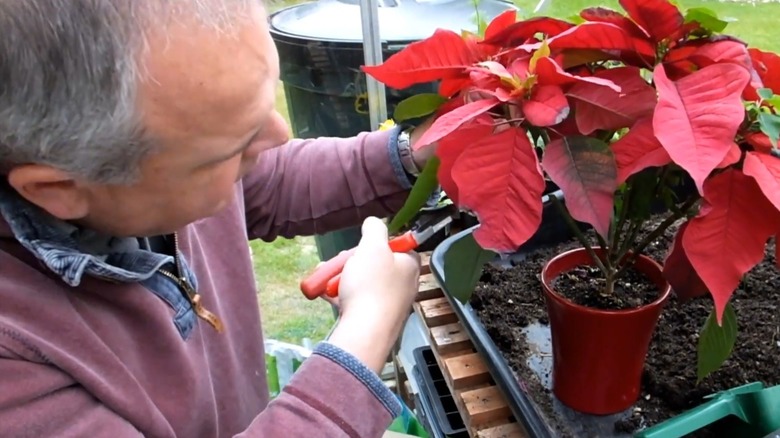 Man trimming a potted poinsettia