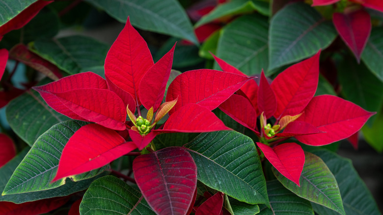 Poinsettia plant in bloom