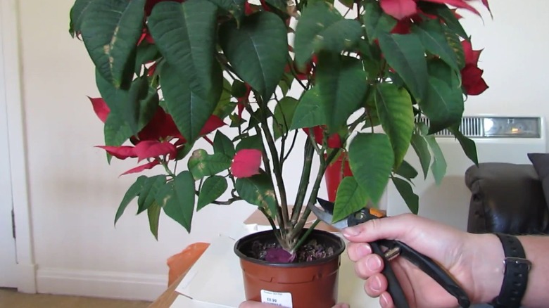 Person pruning a poinsettia plant