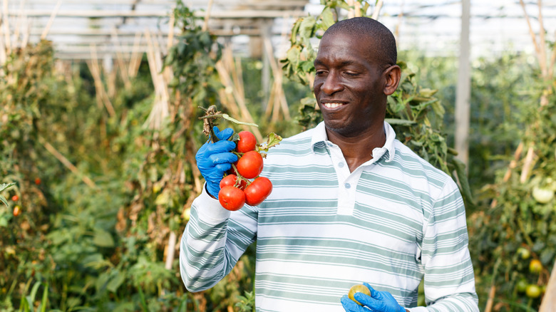 Man holding ripe red tomatoes 