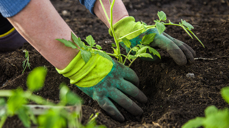 Person in gloves planting tomatoes