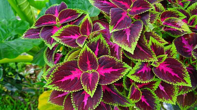 Top view of coleus scutellarioides