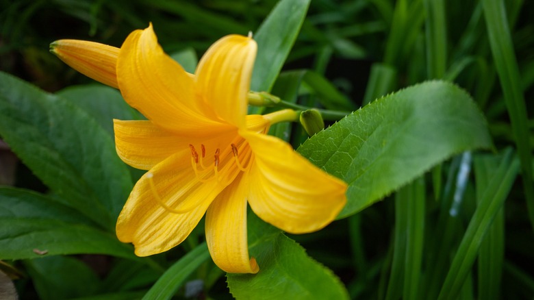 traditional daylily