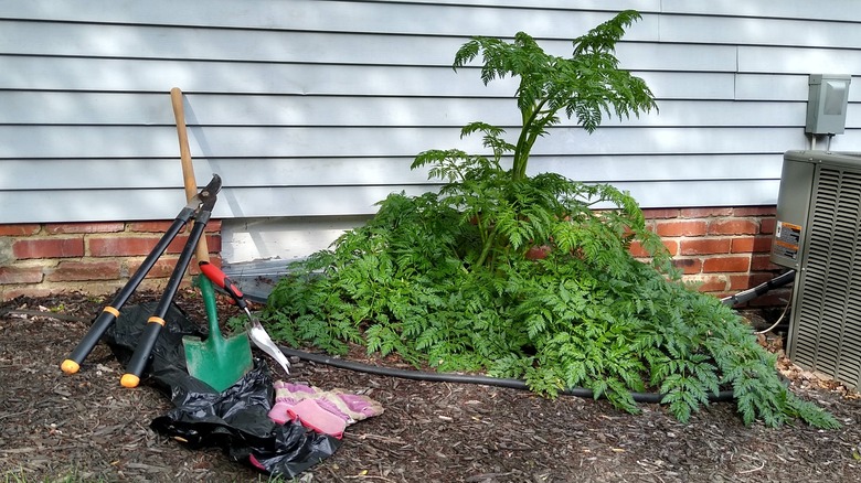 poison hemlock, garden tools, gloves