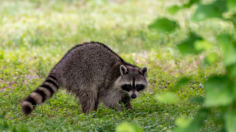 A raccoon on the lawn in someone's backyard.