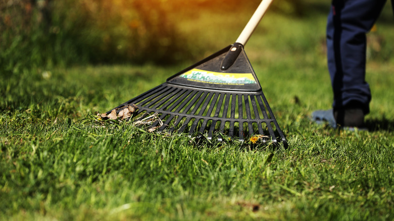Someone raking green grass