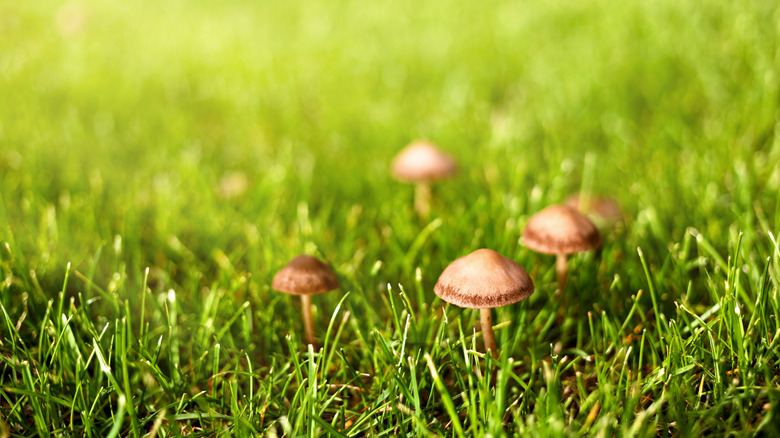five small wild mushrooms growing on a lush green lawn