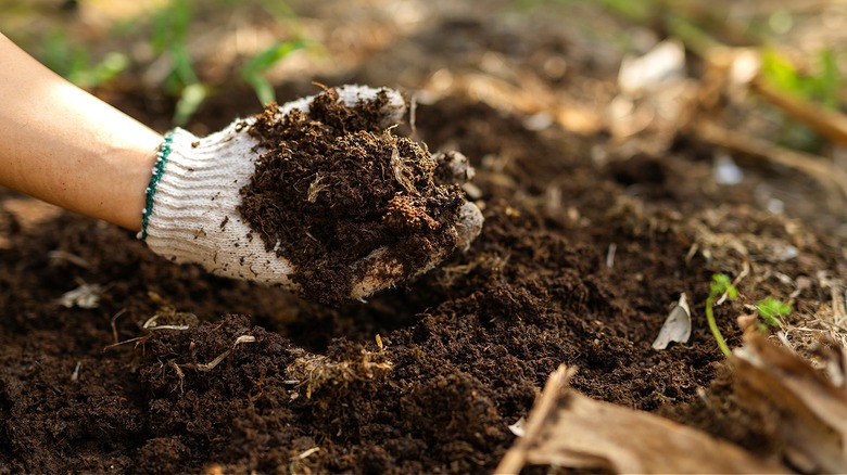 Close-up of a gloved hand holding a handful of soil from a garden space