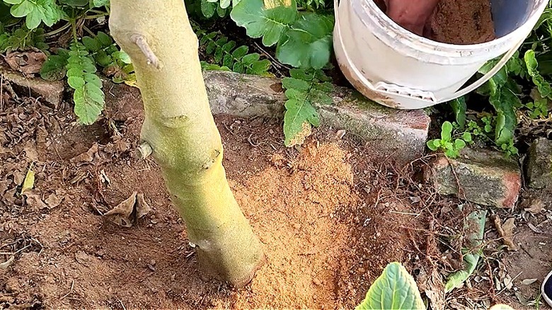 Close-up of sawdust mulch being added to soil
