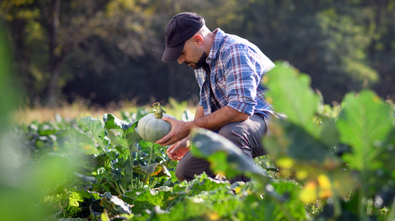 A male gardener is harvesting a winter squash from a large squash patch