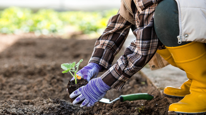 A woman is planting a seedling that will grow into a squash plant