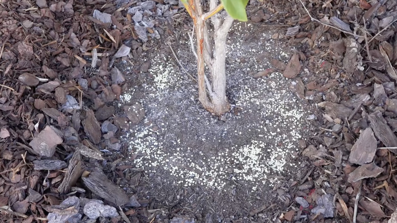 Elemental sulfur granules around the drip line of a mature shrub growing in a garden bed.