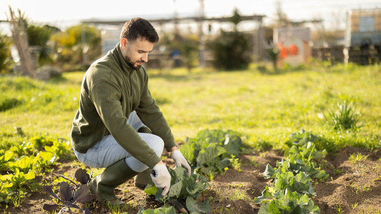 A man digs in the soil in a vegetable patch.