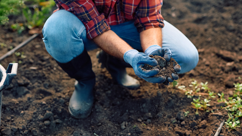 A gardener examines the soil in a planting bed.