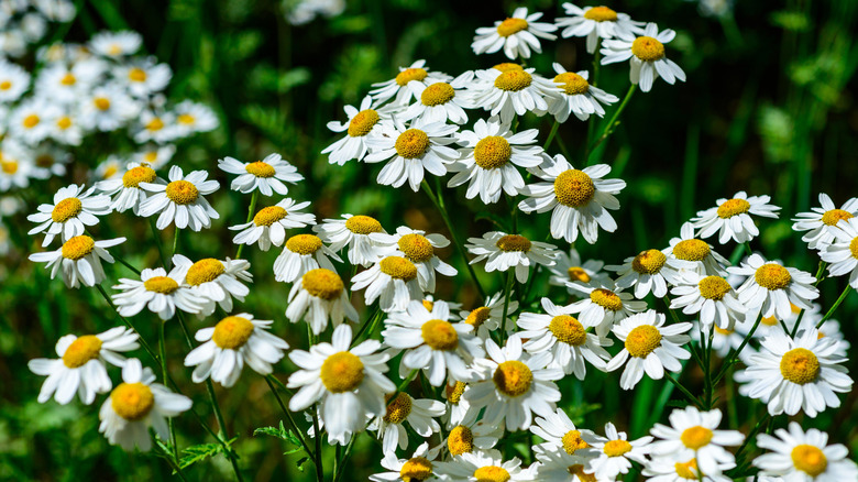 Pyrethrum daisies growing in a garden.