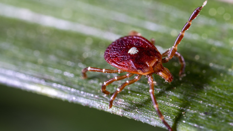 An adult female Lone Star tick sticks one leg in the air while resting on a grass stem.