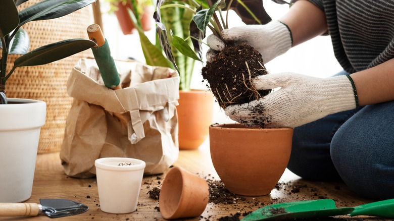 Gardener repotting houseplant