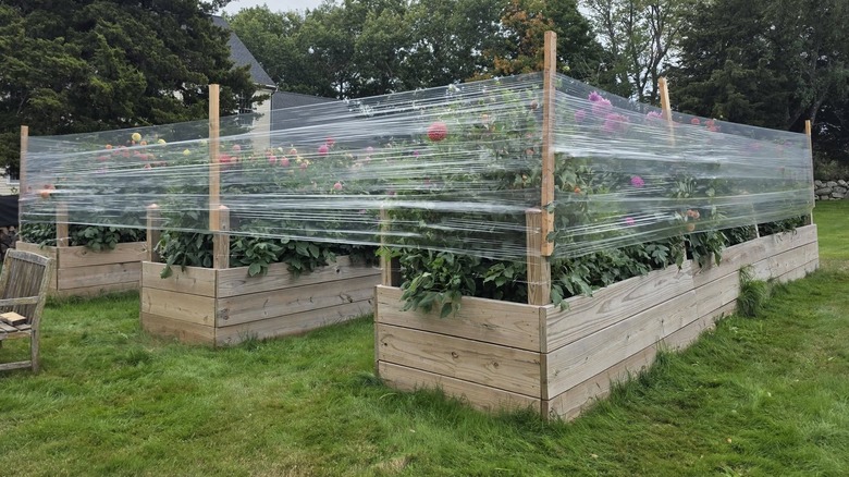 Three wooden raised garden beds with plastic cling film wrapped around the posts to protect dahlias from wind.