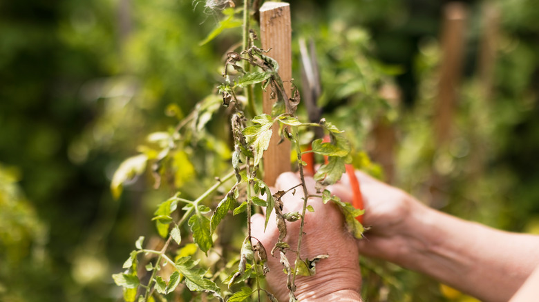 Gardener's hands working near a dried and unhealthy wind-burned tomato plant.