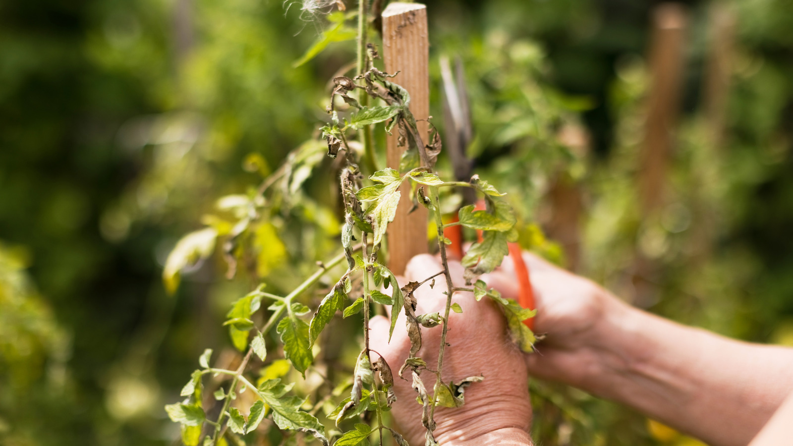 How To Reduce Wind Burn In Your Garden: The Affordable Solution In Your Kitchen