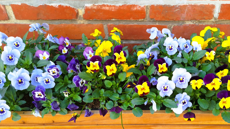 Flowers in a container against brick home