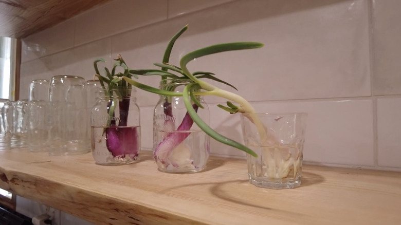 Sprouting red onions in glass jars filled with water sit on a shelf in a kitchen.