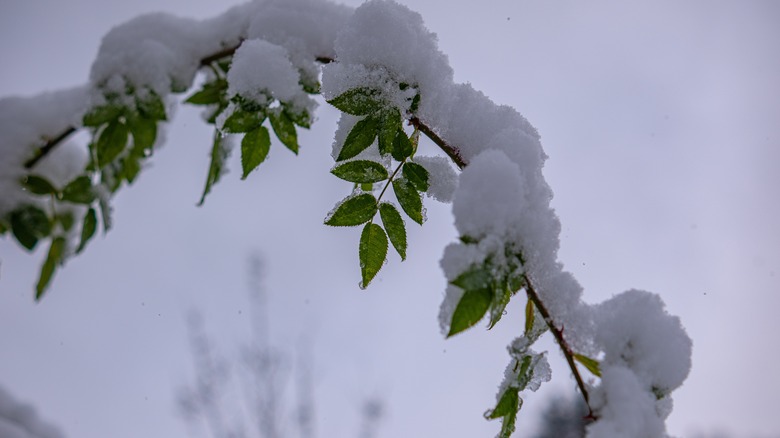 branch bending from snow