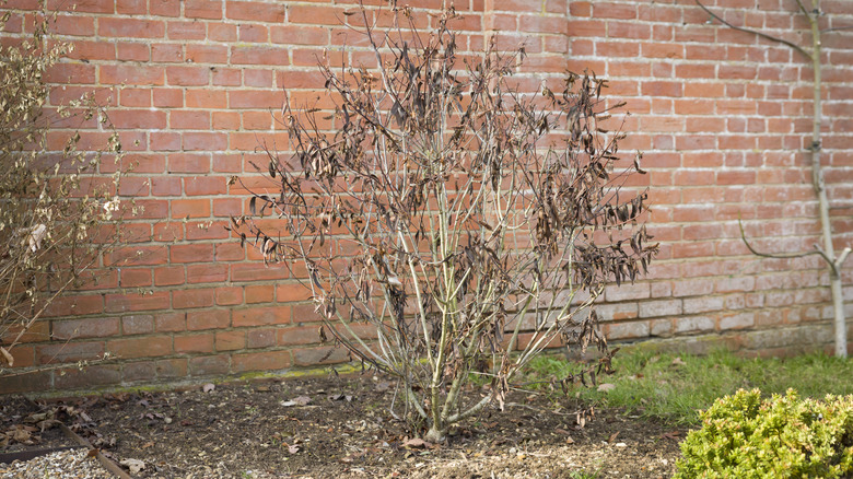 Old shrub next to a house