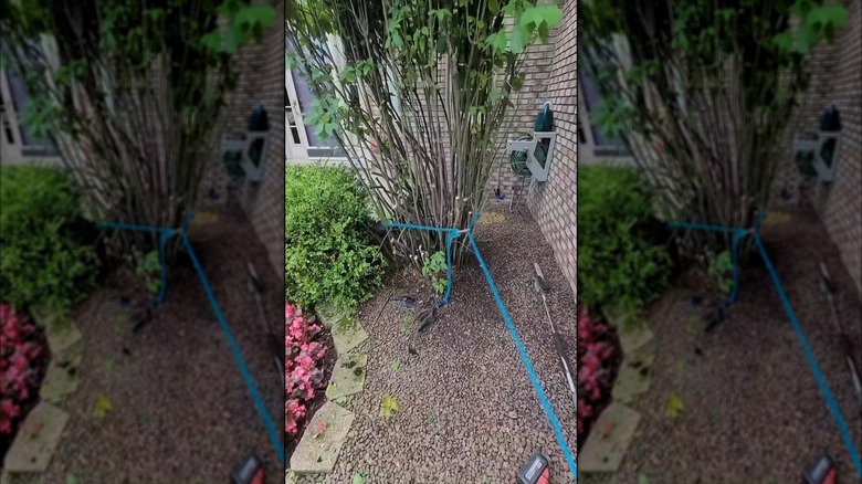 Securing a rope to a shrub for removal