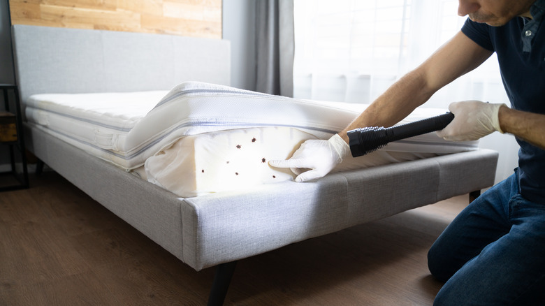 Exterminator pointing at infested mattress