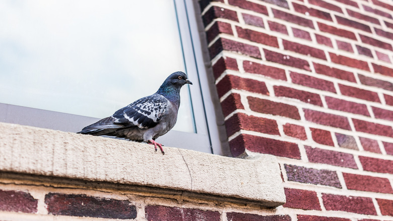 A pigeon perches on an exterior windowsill of a brick-walled home.