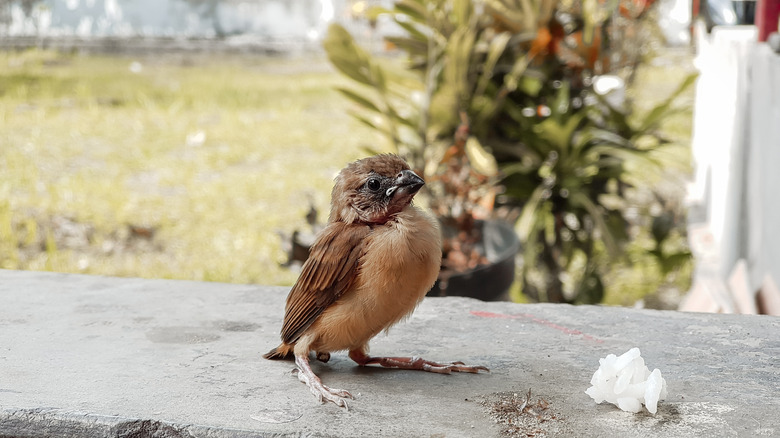 Small bird sitting on someone's front porch