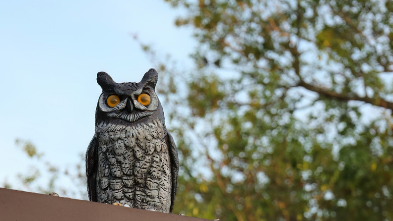 A fake owl to deter birds