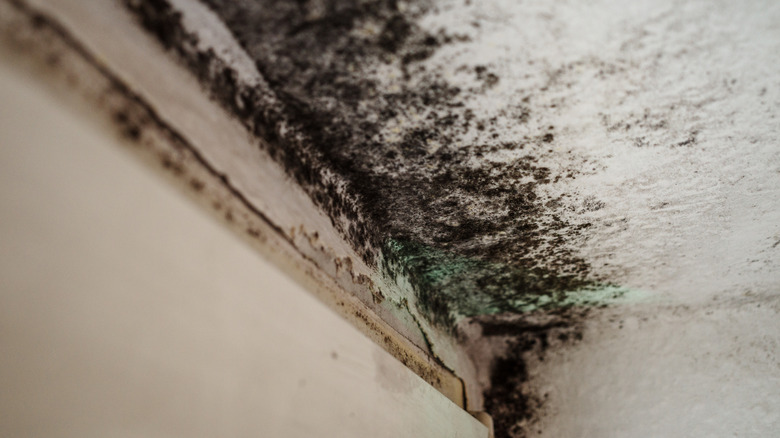 Black mold on a ceiling