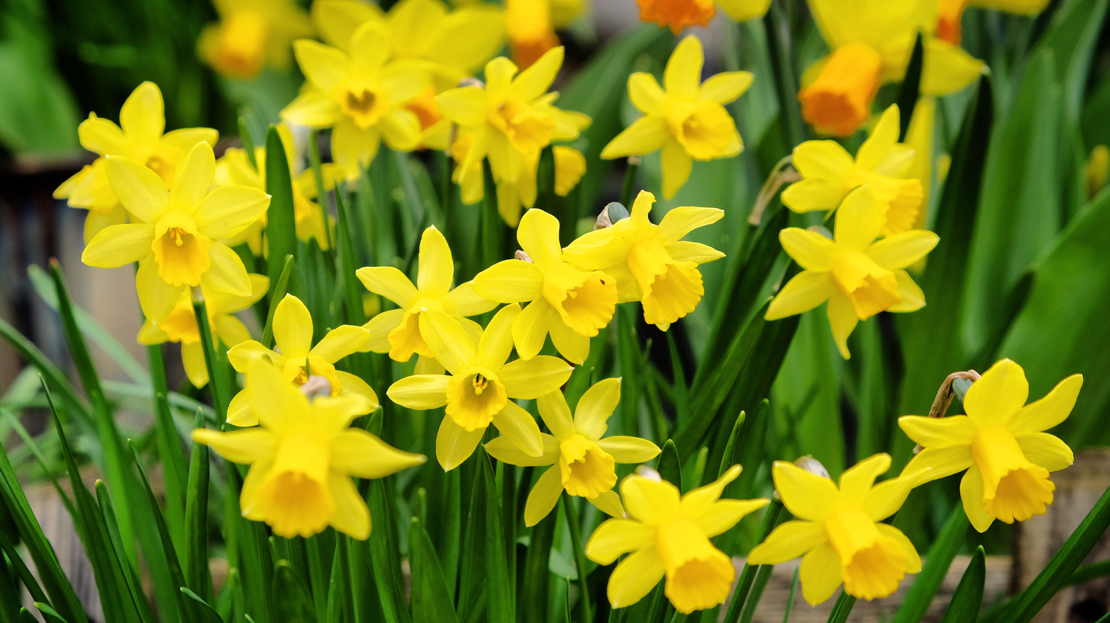 How To Remove Daffodils If They’re Taking Over Your Garden