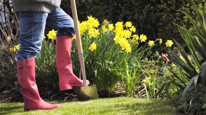 Digging up daffodils