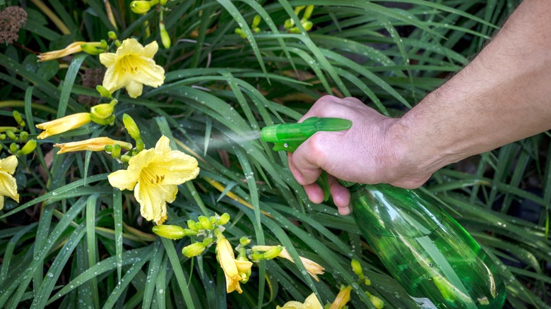 spraying daylilies with spray bottle