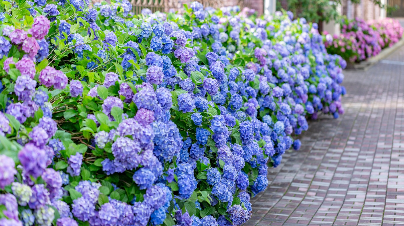 How To Remove Established Hydrangeas From Your Garden